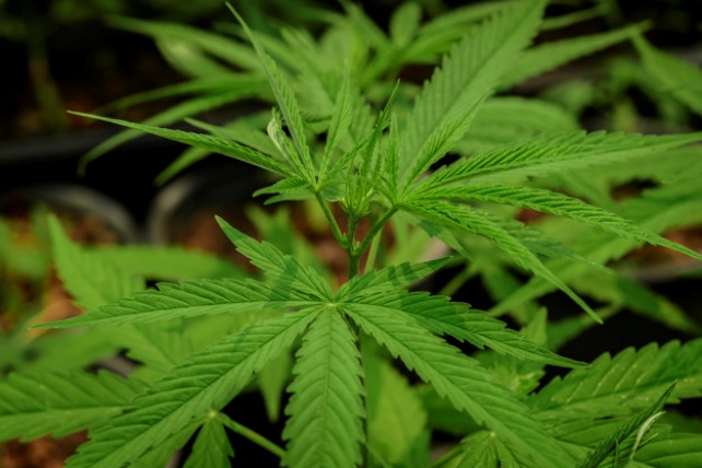 Cultivation of marijuana (Cannabis sativa), flowering cannabis p