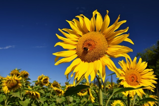 face oil - sunflower