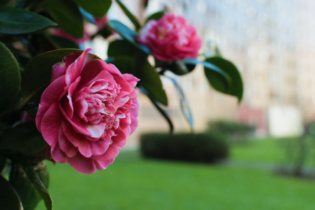 pink-camellia-with-blurred-park-buildings-background_78665-58