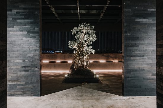 50-year-old-bonsai-centrepiece