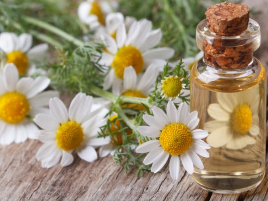 Chamomile-Guide-To-Essential-Oils-Andrew-Weil-M.D_507268037-600x450