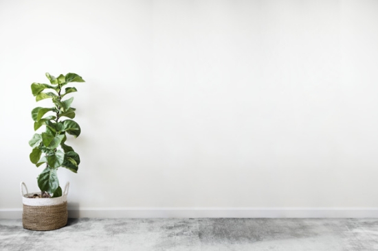 Plant in a room